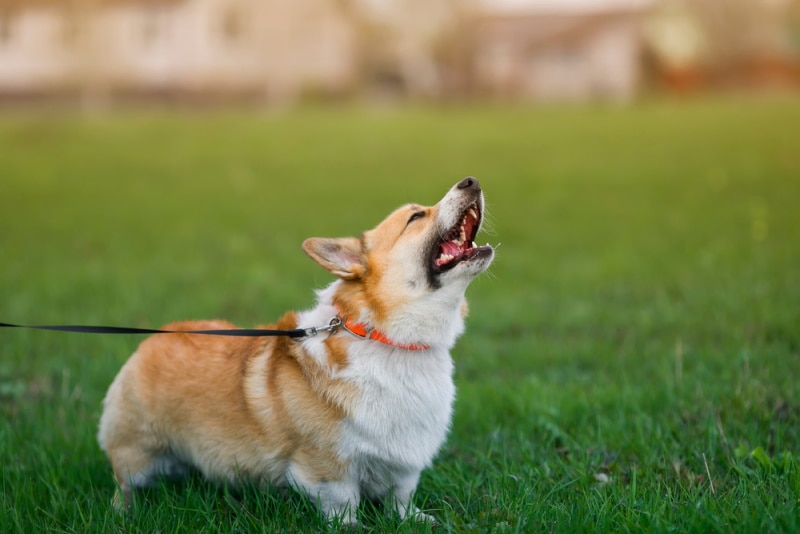 How to Train a Corgi Not to Bark: 8 Expert Tips