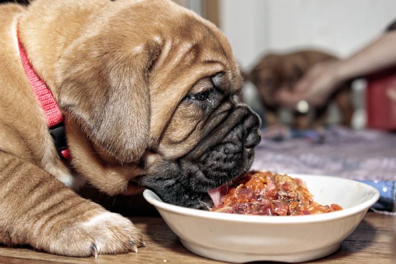 Ceramic Dog Bowls vs. Stainless Steel Dog Bowls: Which to Choose?