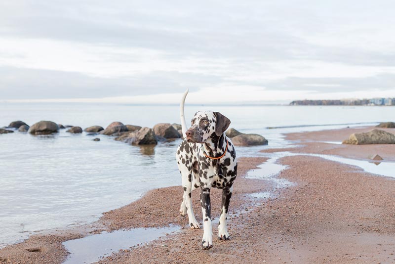9 Amazing Dog-Friendly Beaches in Alberta 2026: Off-Leash & On-Leash Places to Go