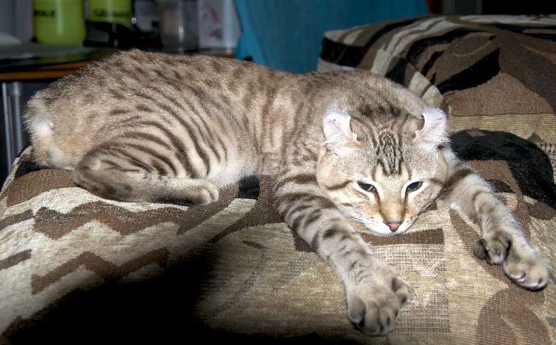Desert Lynx Cat: Pictures, Characteristics & Facts