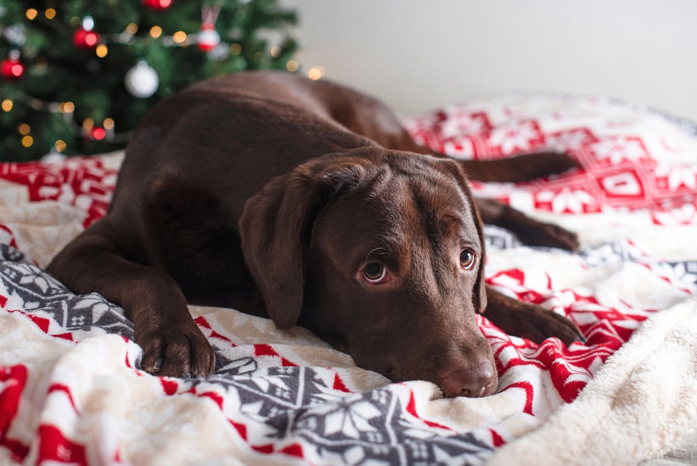 7 Best Christmas Dog Beds - 2026 Reviews & Top Picks