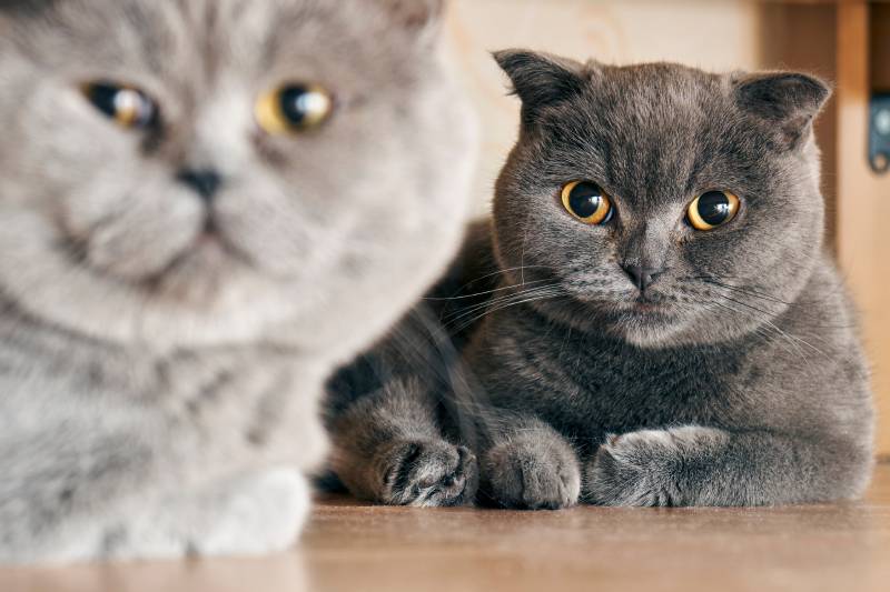10 Most Popular Cat Breeds in Canada (2026 Update With Pictures)