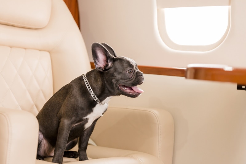 Brachycephalic Dogs and Flying: Is It Dangerous for Them? (Vet-Approved)