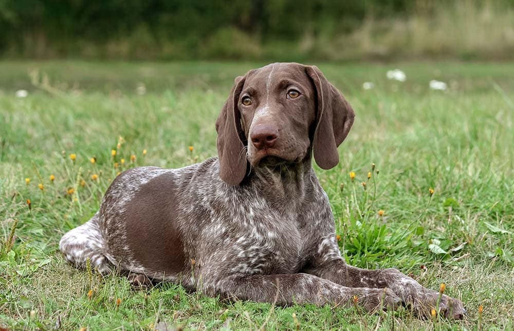 german-shorthaired-pointer-on-the-grass