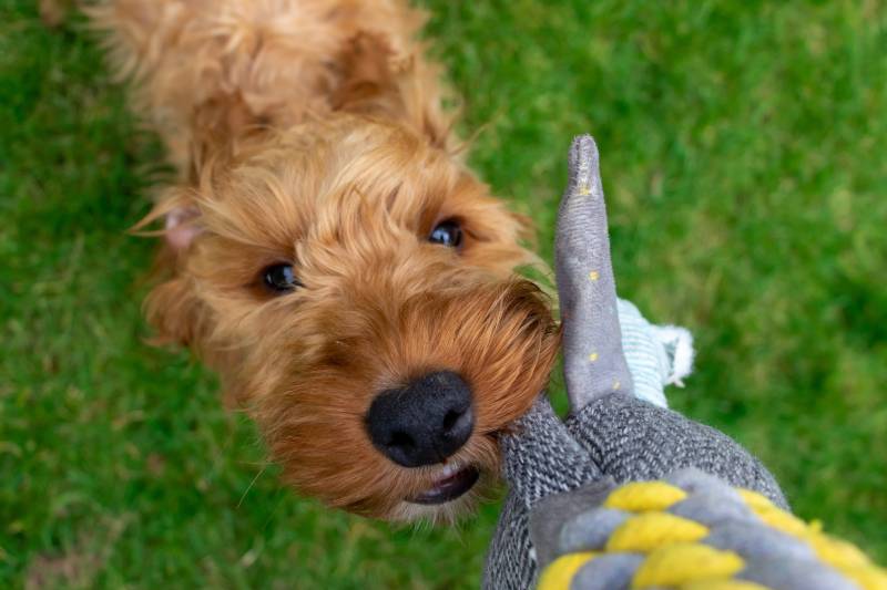 7 Best Tug Toys for Dogs - 2026 Reviews & Top Picks