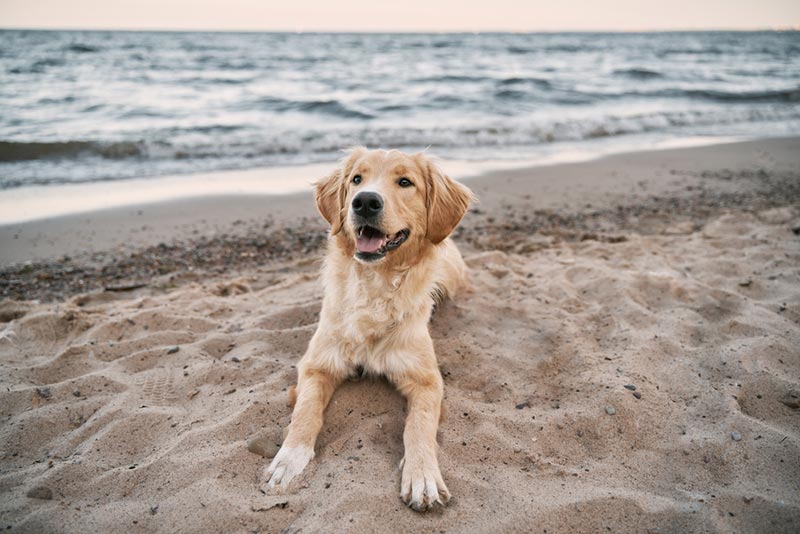 14 Dog-Friendly Beaches in Melbourne, Australia 2026: Off-Leash & On-Leash Places to Go
