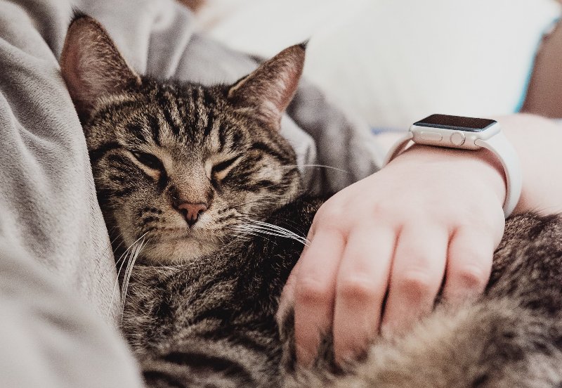 How Much Attention Do Cats Need? Vet Approved Tips That Will Keep Your Cat Happy