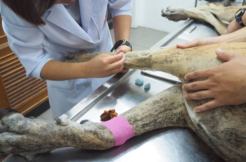 great dane dog admitted in the pet hospital with good care of veterinarians