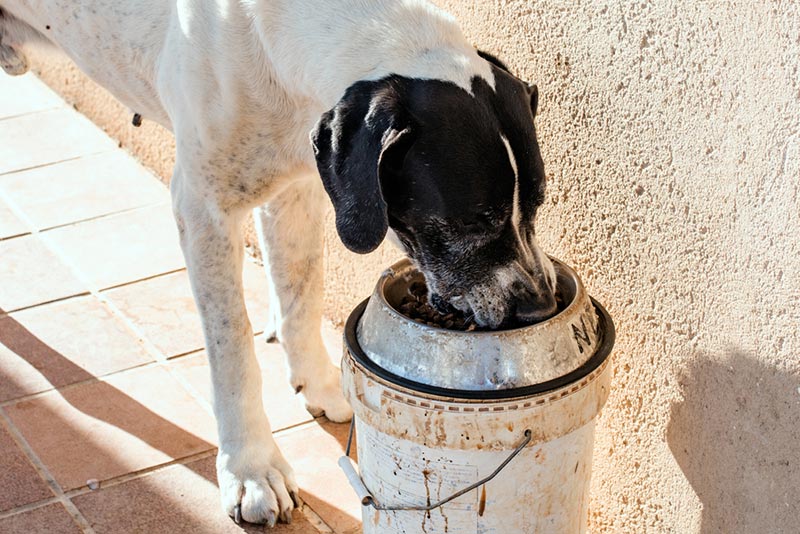 How Much Should You Feed a Great Dane? Feeding Chart & Healthy Tips