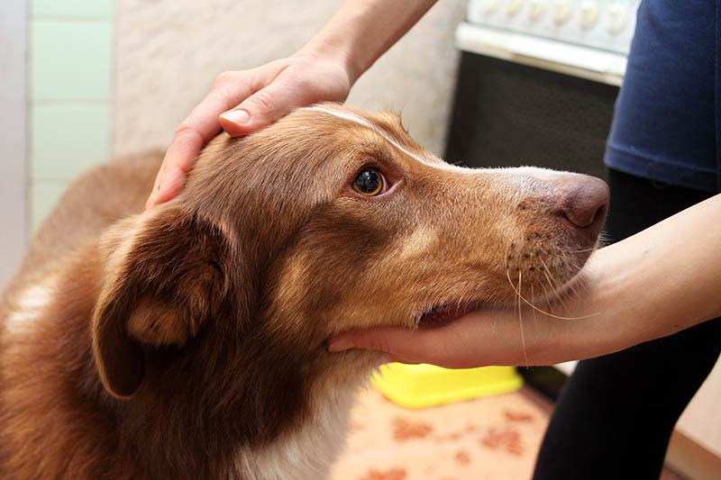 My Dog Is Breathing From Their Stomach: 8 Vet-Reviewed Reasons
