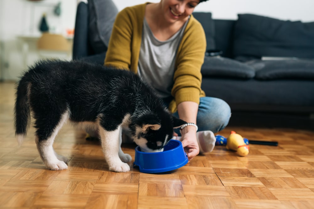 11 Best Puppy Foods - 2026 Reviews & Top Picks