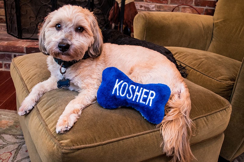 15 Best Hanukkah Dog Toys - 2026 Reviews & Top Picks
