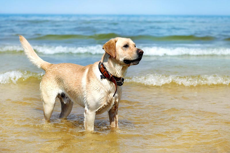 11 Outstanding Dog-Friendly Beaches in Rhode Island in 2026