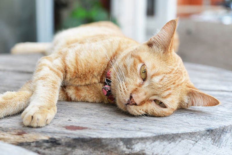 Pancreatic Cancer in Cats: Signs, Causes & Prognosis (Vet Answer)
