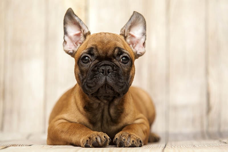 Brachycephalic Dogs: 8 Serious Health Concerns (Vet Answer)