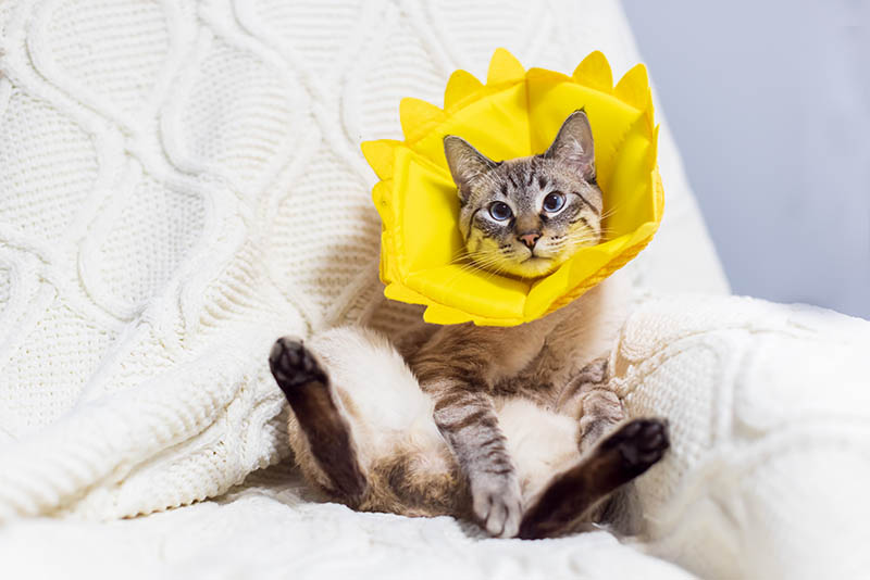 Are There Alternatives to E-Collars for Cats? 6 Vet Approved Ideas