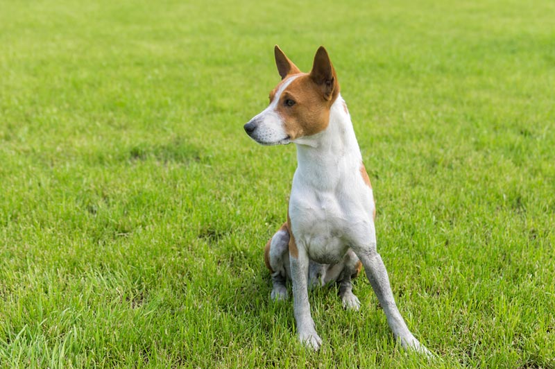 17 Short-Haired Dog Breeds (with Info & Pictures)