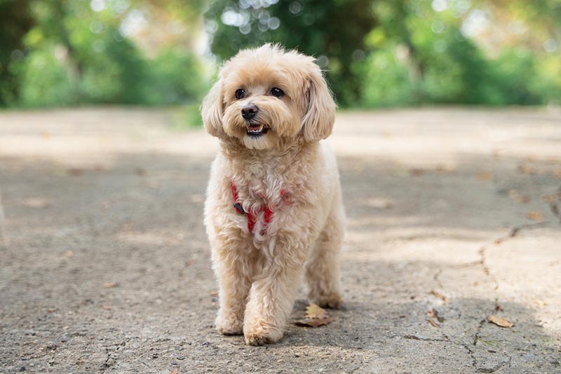 10 Beautiful Off-Leash Dog Parks in Atlanta, GA (2026)