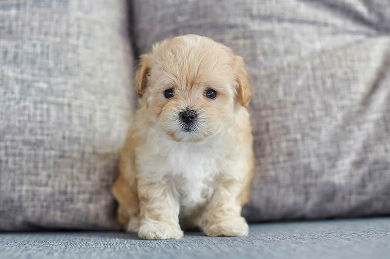 Teacup Maltipoo: Pictures, Info, Temperament & Traits