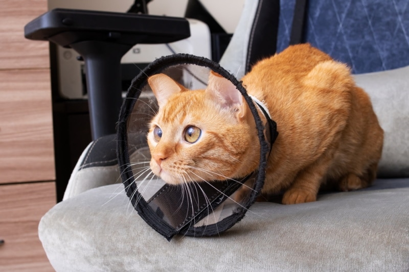 When Should I Use an E-Collar for Cats? Vet-Approved Tips & FAQ