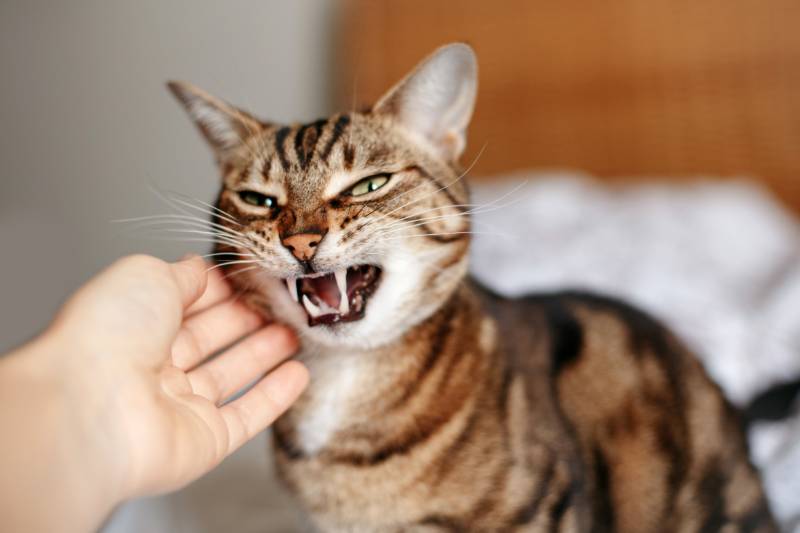 Does My Cat Hate Me? How to Tell & Ways To Bond