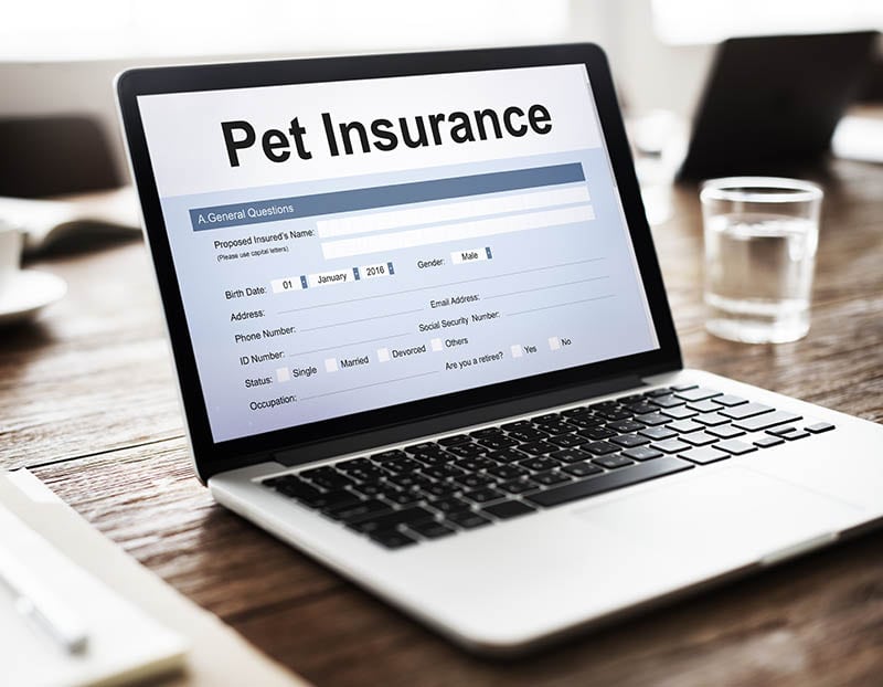 How Much Is Pet Insurance in Kentucky? (2026 Cost Update)