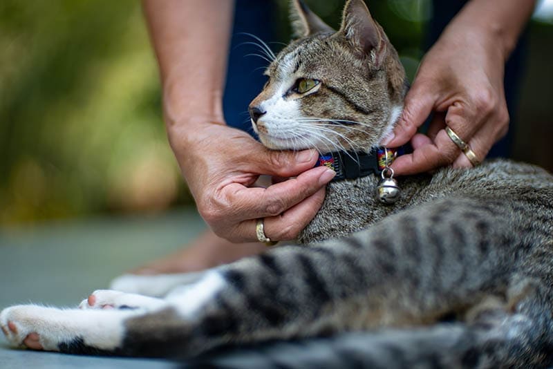 Will a Bell Collar Hurt My Cat’s Hearing? Vet-Reviewed Facts