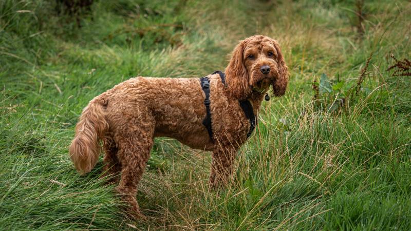 30 Adorable Mixed-Breed Dogs: Mutts That Will Win Your Heart (With Pictures)