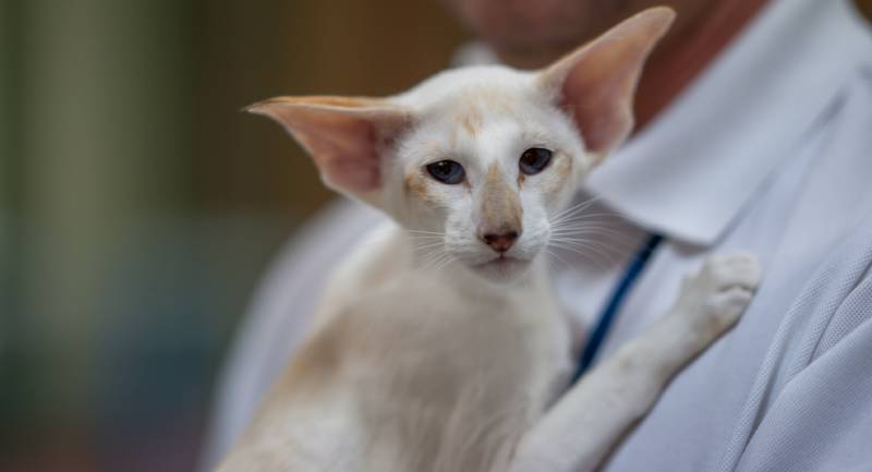Seychellois Cat: Info, Facts, Care & More (With Pictures)