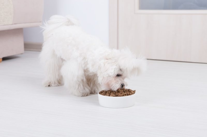8 Best Foods for Maltese Puppies in 2026 — Reviews & Top Picks