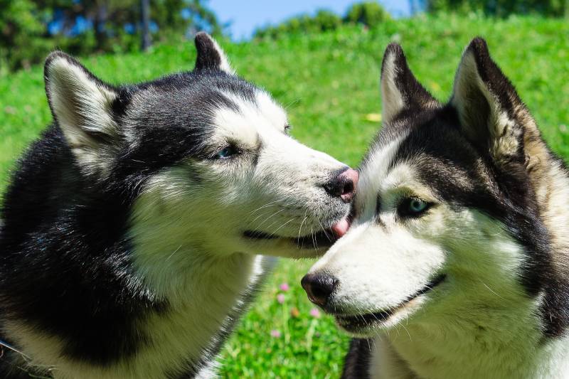 Why Do Dogs Lick Each Other's Eyes? 5 Vet-Reviewed Reasons