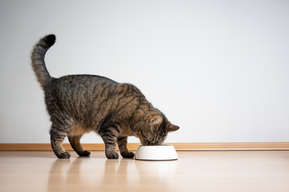 10 Best Cat Foods for Diarrhea in Australia — 2026 Review & Top Picks