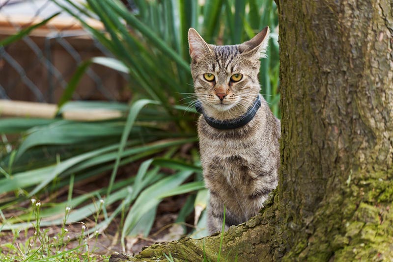 tabby cat with gps collar sits behind a tree trunk