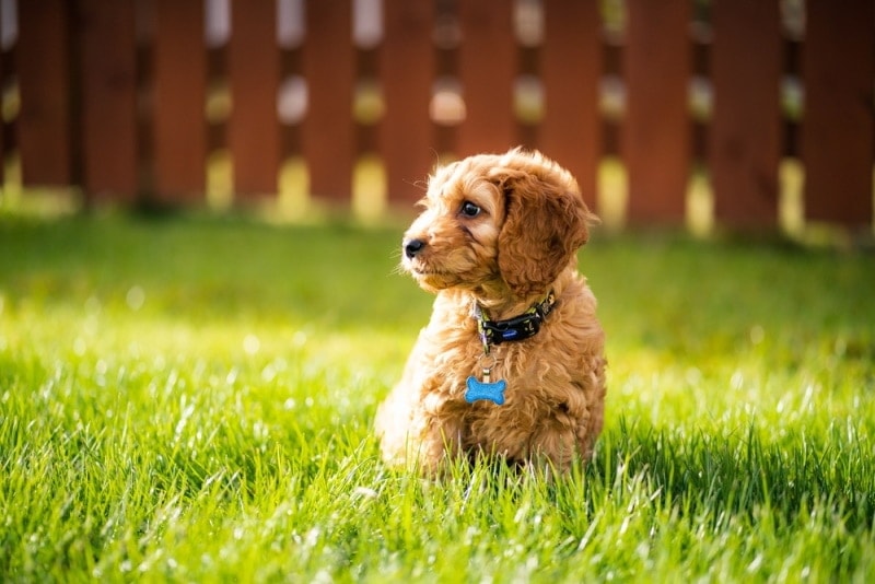 Toy Cockapoo Dog Breed: Info, Pictures, Temperament & More