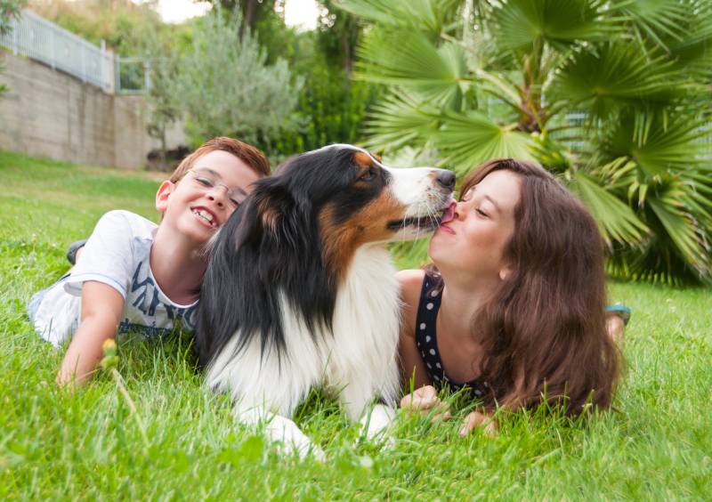 two children lying on grass with an australian sheperd dog licking the girl's face