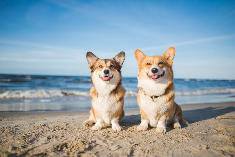 Do Dogs Have Unique Personalities? Vet-Verified Facts & FAQ