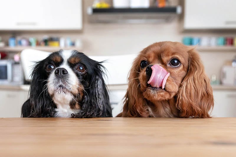How Much Should a Cavalier King Charles Spaniel Eat? What You Need to Know!
