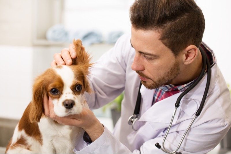 32 Dog Breeds Prone to Ear Infections: Vet Reviewed Info, Signs & Treatment