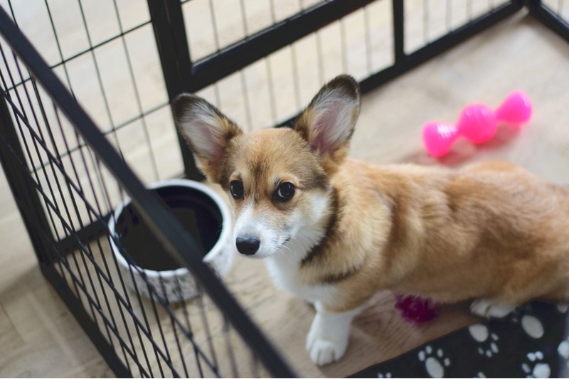 How to Crate Train a Puppy: 5 Easy Steps to Follow