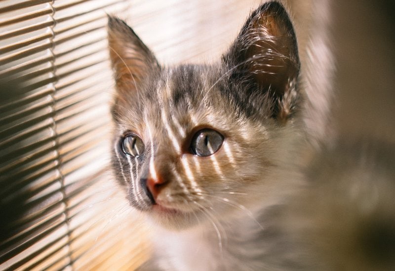 When Do Kittens Start to Purr? Vet-Verified Average Age, Facts & FAQ
