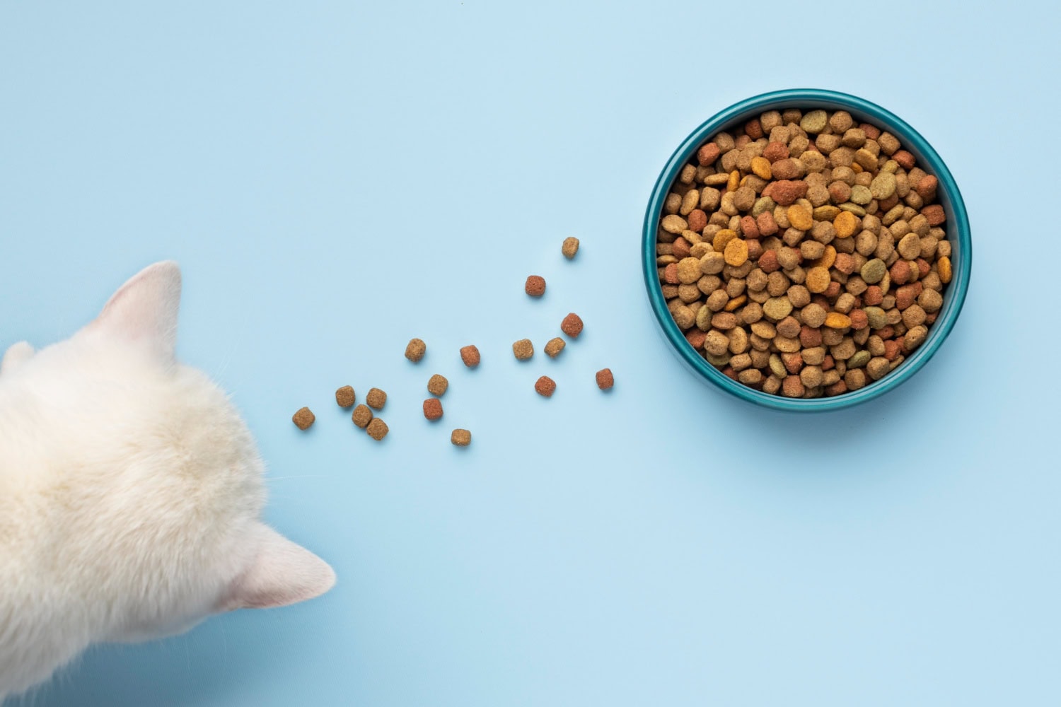7 Best Soft Dry Cat Foods in Australia — 2026 Reviews & Top Picks