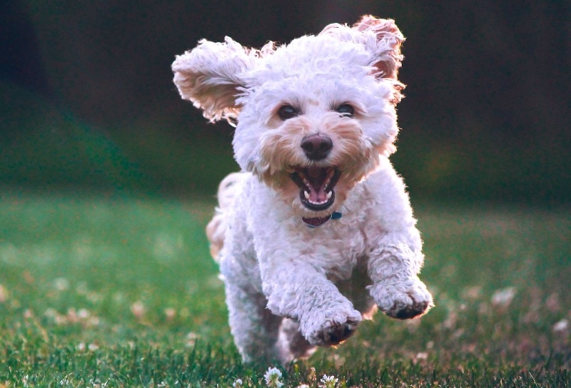 Is a Cockapoo a Good Family Dog? Vet-Reviewed Facts & FAQ