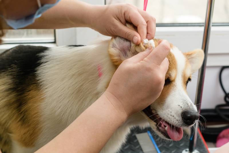 9 Best Ear Wipes for Dogs – 2026 Reviews & Top Picks