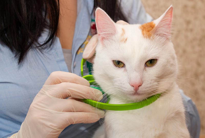 Can I Use a Dog Flea Collar on My Cat? Our Vet Explains