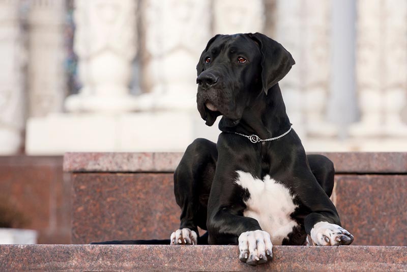 young black great dane dog lying outdoor