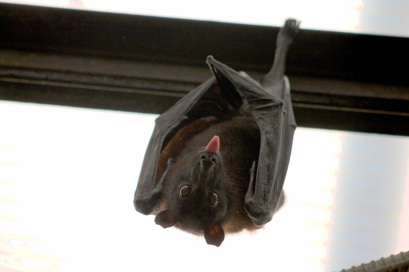 My Cat Killed a Bat! 5 Vet-Approved Tips on What to Do Next