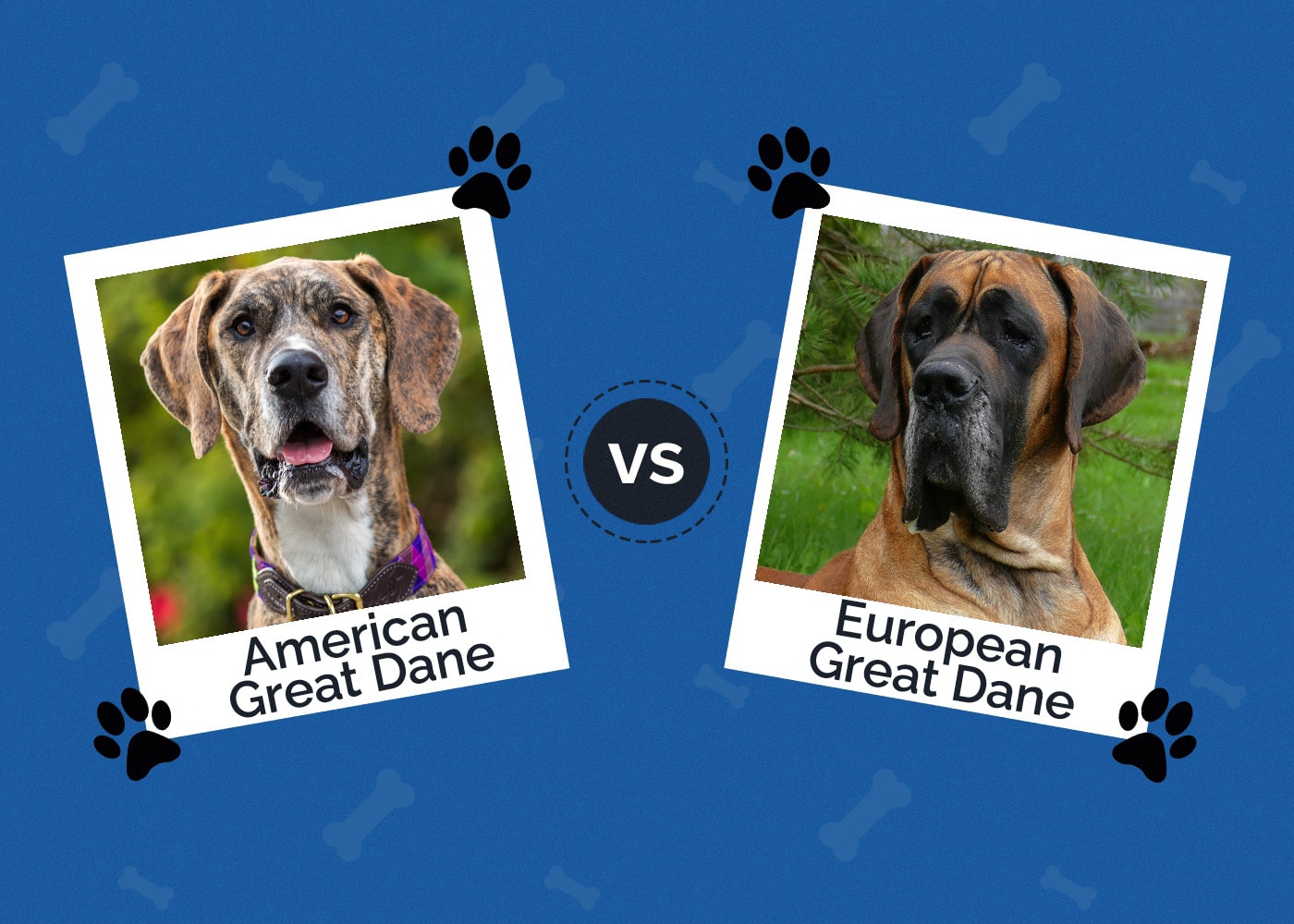 American vs European Great Dane - How Do They Compare? (With Pictures)