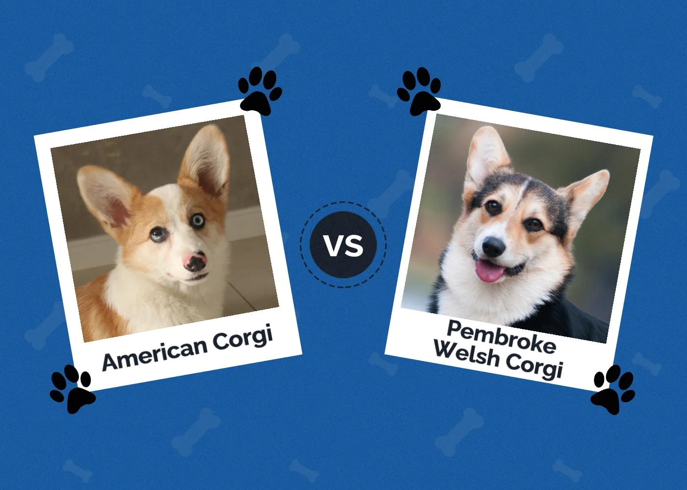 American Corgi vs Pembroke Welsh Corgi: Breed Comparison (With Pictures)