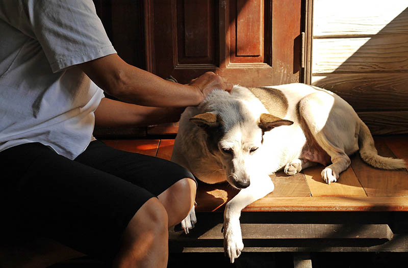 What Do Skin Tags Look Like on Dogs? Vet Approved Facts & FAQ