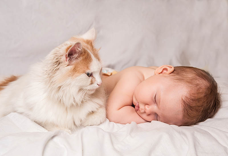 Do Cats Know What Babies Are? Vet-Reviewed Info